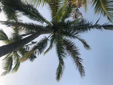 palm tree against blue sky © Sonia