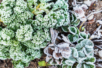 frosted kale cabbage in the garden