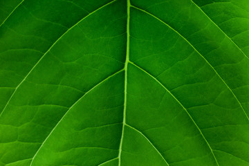 Naklejka na ściany i meble closeup nature view of green leaf texture, dark wallpaper concept, nature background, tropical leaf