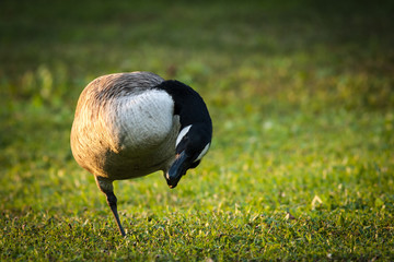 Canada Goose on the Grass