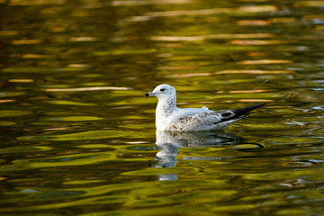 Gull on a Lake
