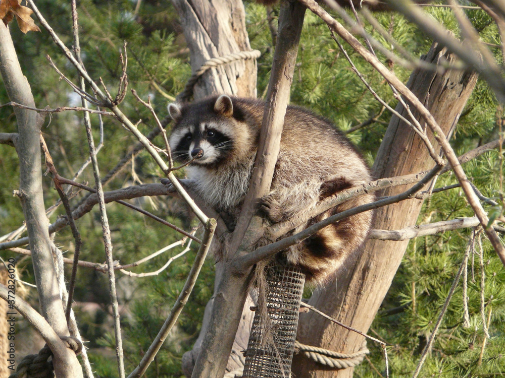 Sticker Closeup shot of a raccoon on the tree