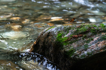 小川に佇む川とんぼ