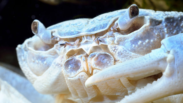 Albino river crab Potamon sp. in aquarium (underwater, natural environment), extreme close-up. Zoology, carcinology, environmental protection in Italy, science, research, education