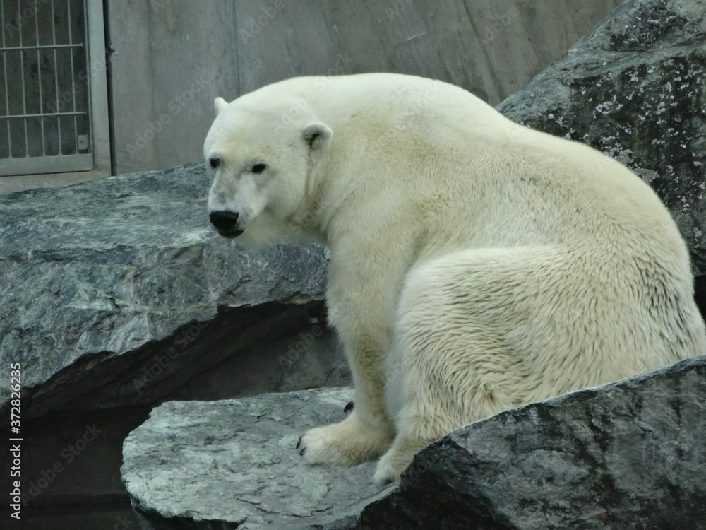 Sticker closeup shot of a polar bear