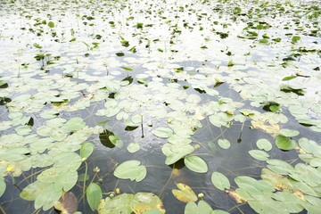 water lilies in the pond