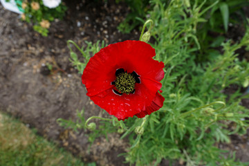 red poppy in the field