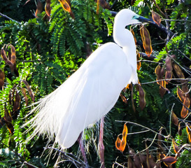 The Great Egret breeding time during Monsoon 'Selective Focus'