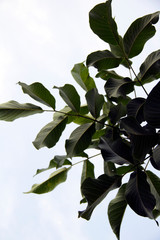 Walnut leaves on the background of the morning sky.
