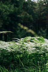 Green fern leaves in the forest and sunlight natural background