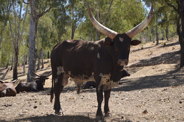 Watusi