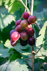 grapes on vine