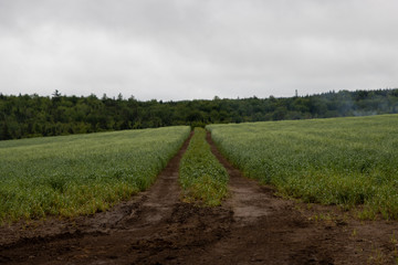 trail in a green wheat field