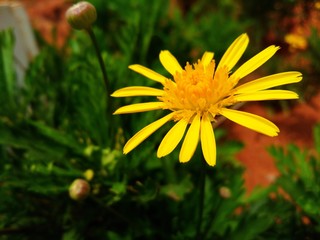 yellow flowers in the garden