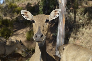 Eland