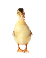Cute duckling on white background