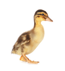 Cute duckling on white background