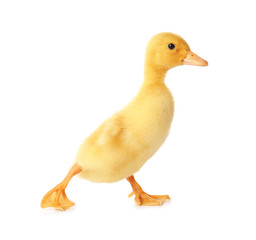 Cute duckling on white background
