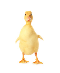 Cute duckling on white background