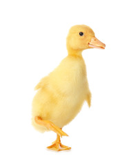 Cute duckling on white background