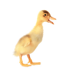 Cute duckling on white background