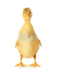 Cute duckling on white background