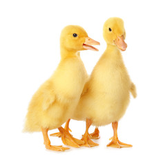 Cute ducklings on white background