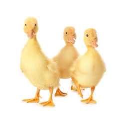 Cute ducklings on white background