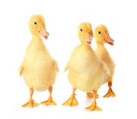 Cute ducklings on white background