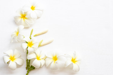 white flowers frangipani local flora of asia in spring season arrangement  flat lay postcard style on background white