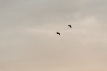 Silhouette of birds flying in the sky