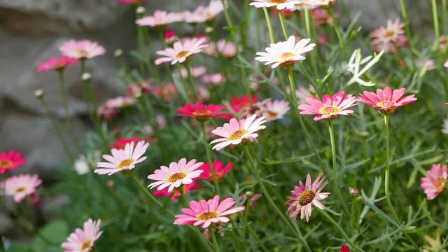 African daisies or Osteospermum aka Ursinia in a flower garden