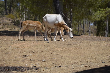 Oryx