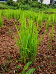 Obraz premium Rice plant