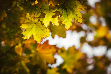 Autumn natural bokeh background with yellow leaves and golden sun lights, fall nature landscape
