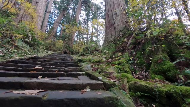 Walking over old stone stairs in a pine tree forest. hand-held wide angle