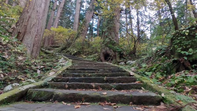Camera moving over old stone stairs with autumnal leaveson them in a pine forest in japan. The path leads on Haguro Mountain 