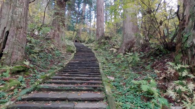 Hand-hold walking over old stone stairs leading up the holy mount Gassan in Japan, inside a pine tree forest