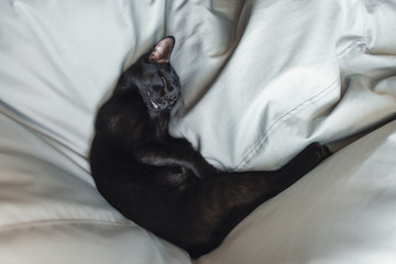 Sleepy little black young cat. Cat relaxes
