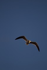 seagull in flight