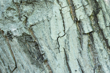 Tree bark texture. Wood material.