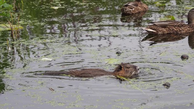 a nutria swims through a lake in search of food