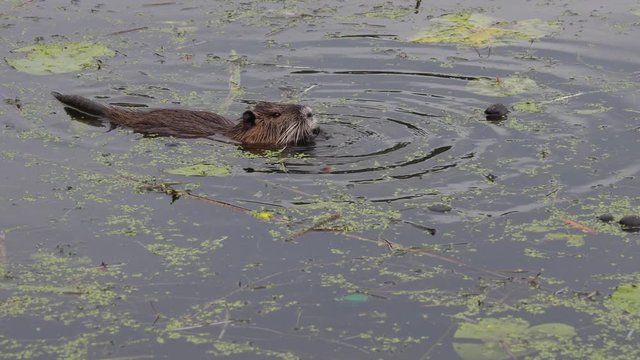 a nutria swims through a lake in search of food