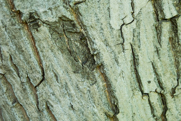 Tree bark texture. Wood material.