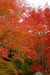 紅葉