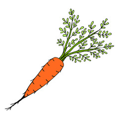 Orange carrot with leaves on a white background. Vector isolated element for design. Healthy food.