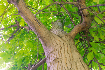 Close up view of walnut tree. Green leaves background.