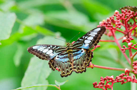 Butterfly clipper on red flower and damage wing,Parthenos sylla apicalis Moore