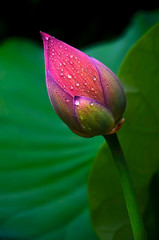 Pink lotus flower after raining 