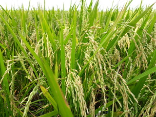 Close up of golden ear of rice getting ripe on paddy rice field, golden paddy field in India.